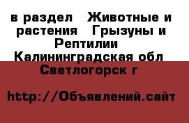  в раздел : Животные и растения » Грызуны и Рептилии . Калининградская обл.,Светлогорск г.